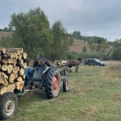 Polițiștii au surprins două persoane în timp ce tăiau arbori ilegal în Stiuca