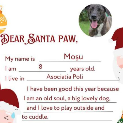 Campania &quot;Fii TU Santa Paws!&quot; aduce ajutoare pentru animalele fără stăpân