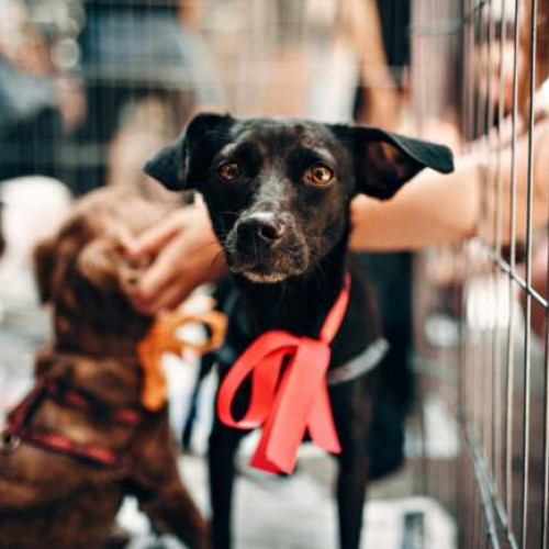 Târg de adopții &quot;Mărțișor Adoptator&quot; la Giarmata-Vii