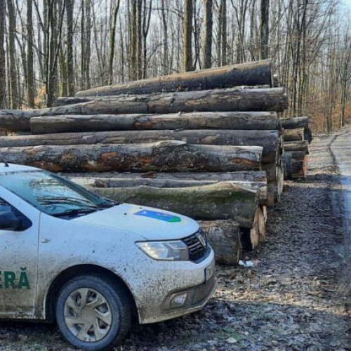 Control rutier pe DC 83 în județul Timiș, un bărbat amendat pentru transport ilegal de lemn