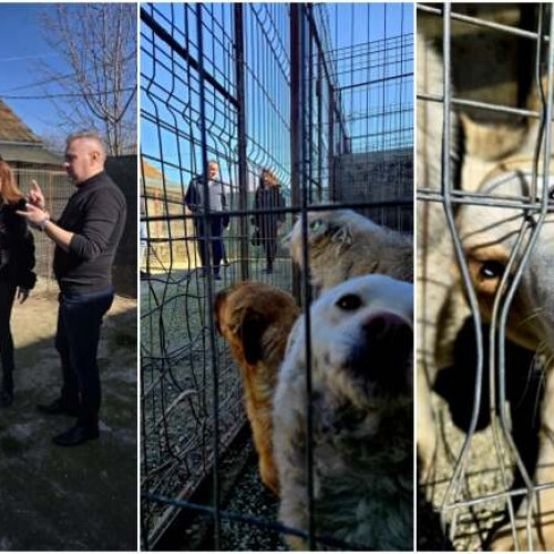 Primarul Calin Dobra anunță campanie de sterilizare pentru câinii fără stăpân din Lugoj