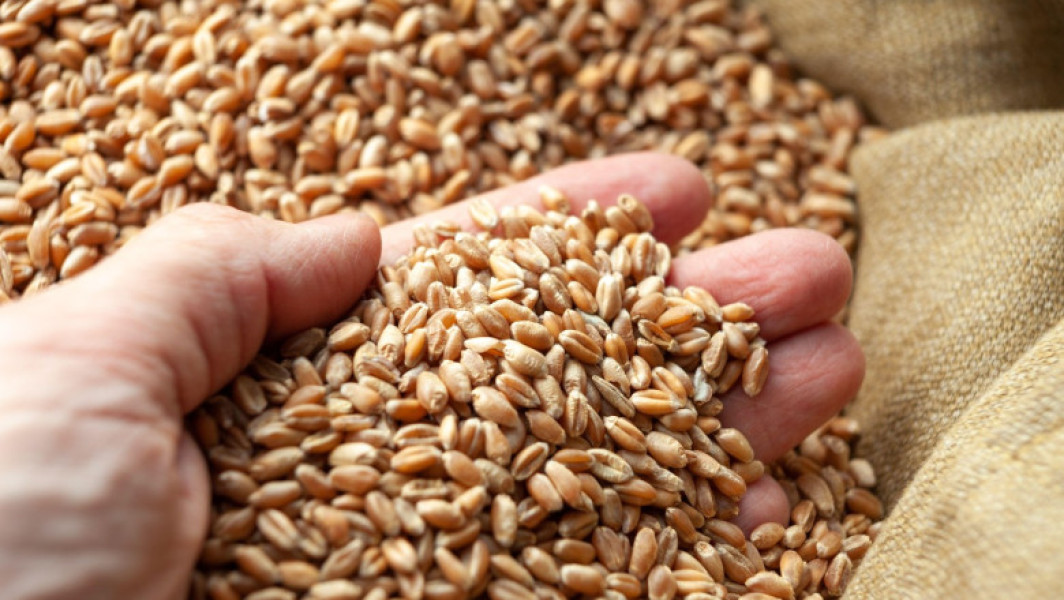 Statele UE impun taxe vamale pentru produsele agricole din Rusia și Belarus