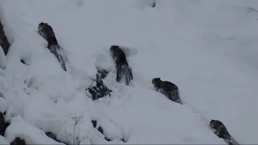 Observarea rară a patru leoparzi de zăpadă în Pakistan