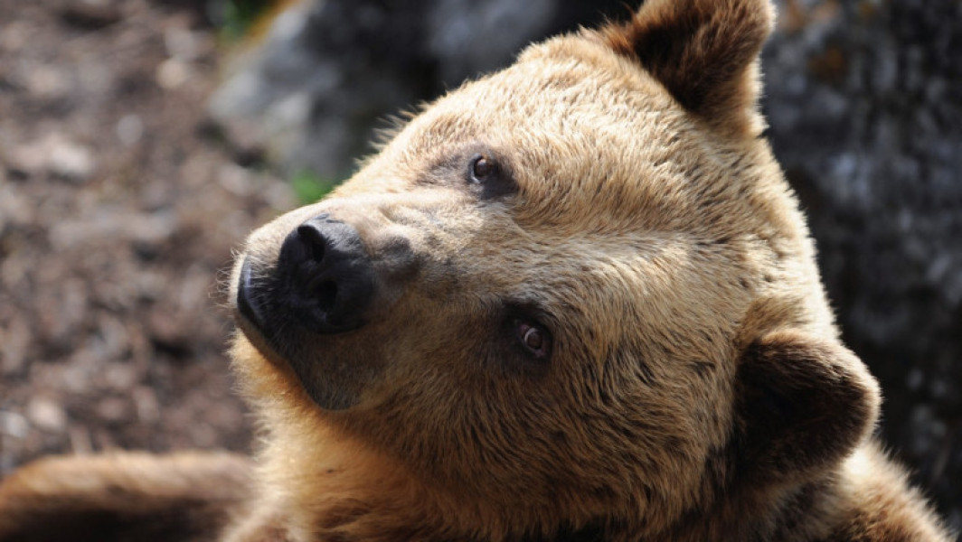 Guvernul slovac aprobă vânzarea cărnii de urs brun, specie protejată