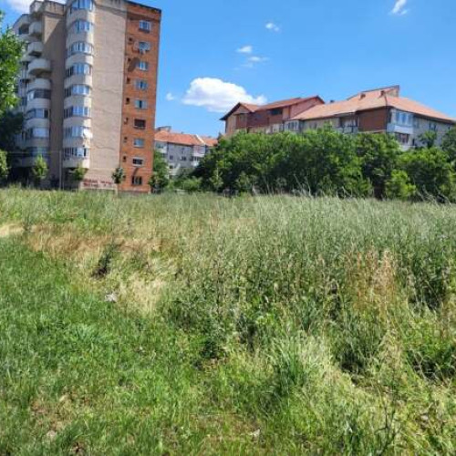 Timisoara intensifica lupta împotriva ambroziei: controale și sancțiuni pentru proprietari