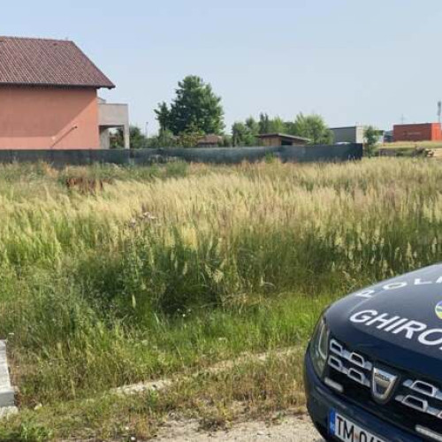 Poliția locală din Ghiroda trimite somații proprietarilor de terenuri pentru nerespectarea regulilor de întreținere