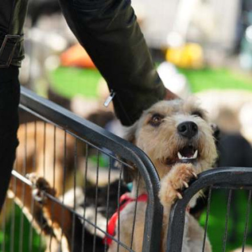 Consilierul Alexandru Iovescu acuză CJT de blocarea unor proiecte pentru adăposturi pentru animale