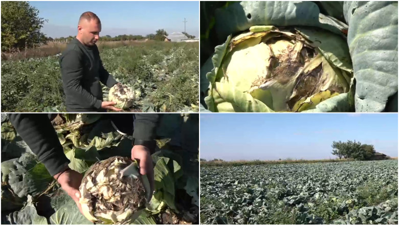 Ploile torențiale au distrus peste jumătate din cultura de varză în Dolj