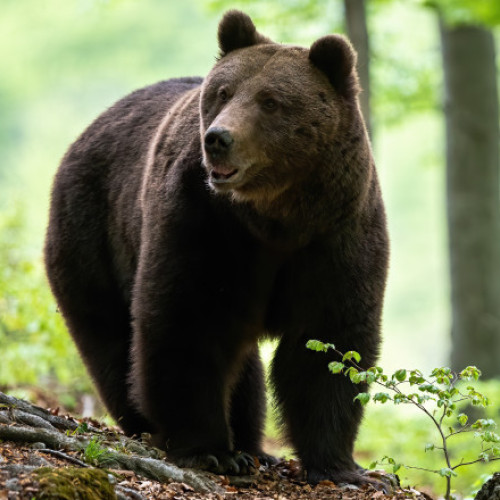 Bărbat de 88 de ani găsit mort pe un deal cu urme de urs pe picioare în Neamț