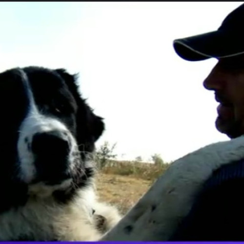 Italia sprijină ciobanii cu câini ciobănești românești pentru protecția oilor