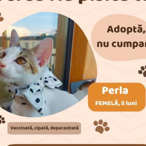 Pisici vaccinate și deparazitate disponibile pentru adopție prin cafenea