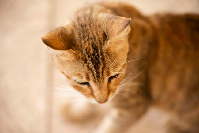 Bărbat reținut după ce a agresat o pisică în biroul unei firme din Bihor