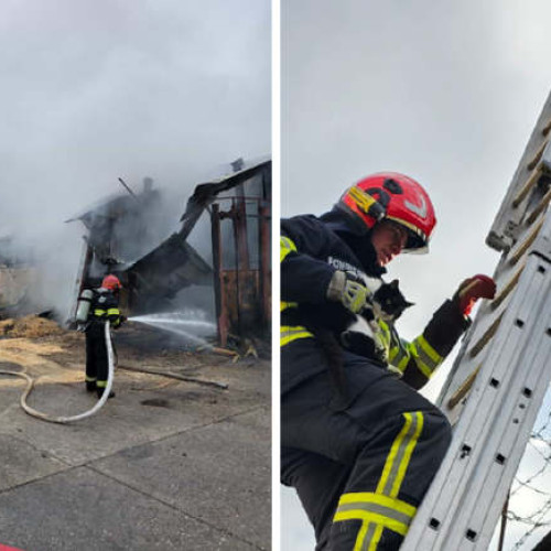 Pompierii lugojeni au intervenit rapid pentru stingerea unui incendiu și pentru salvarea unei pisici urcate într-un copac înalt de zece metri la o magazie din Oloșagului, Lugoj