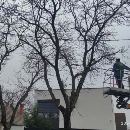 Toaletări de arbori în Parcul Dacia și pe zece străzi din Timișoara - Continuă intervențiile pentru igienizarea vegetației