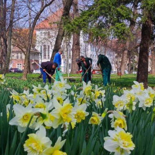 Pregătiri de primăvară în Parcul Justiției din Timișoara - ce flori vor înflori