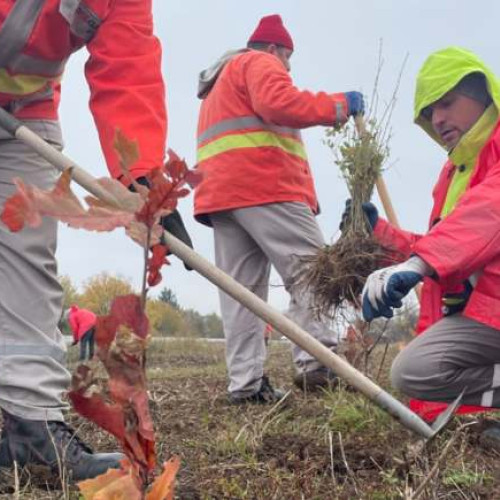 Voluntarii sunt așteptați în Giarmata pentru a planta perdele forestiere în fiecare weekend din martie