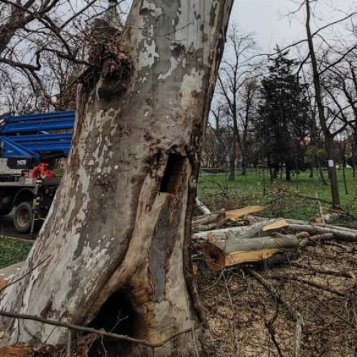 Incendii în Parcul Catedralei Mitropolitane: Copaci afectați și intervenția angajaților Horticultura SA