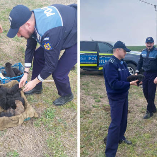 Câine și cuțu salvați de polițiști, apoi adoptați de o asociație de protecție a animalelor în Timiș. Apel la sterilizarea animalelor de companie!